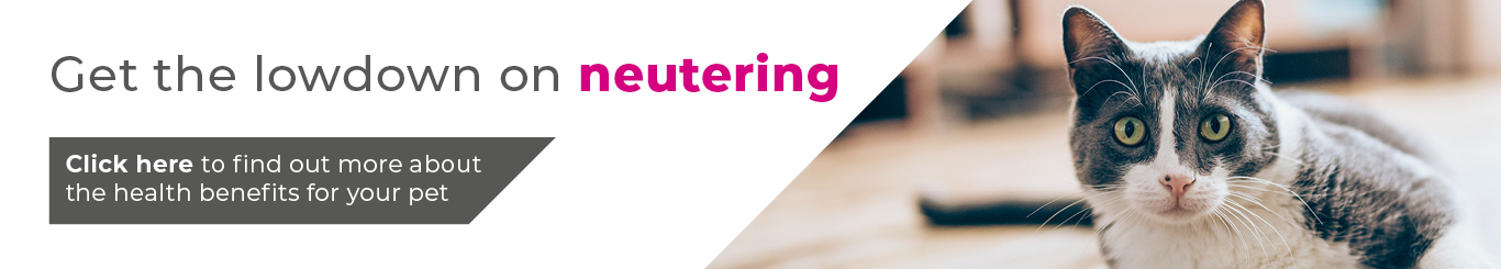 Cat neutering in Tamworth and Atherstone