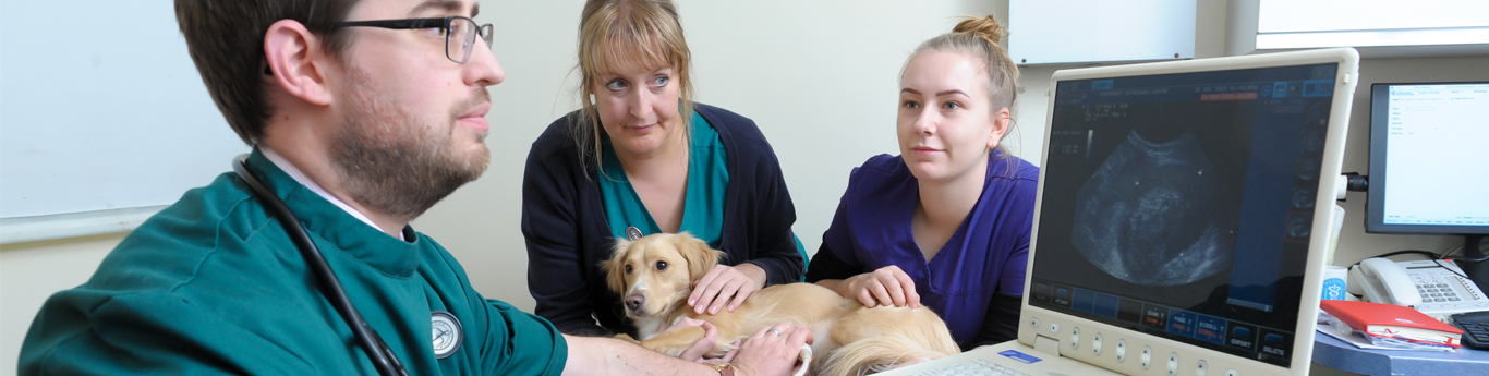 General and advanced surgical procedures at Riversmeet Vets