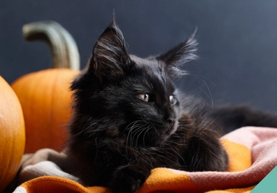 Halloween awareness cat