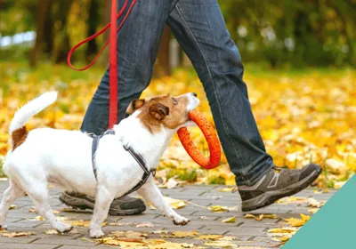 walking dog