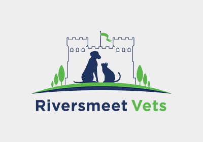 Pure Breed vs Mixed Breed Considerations