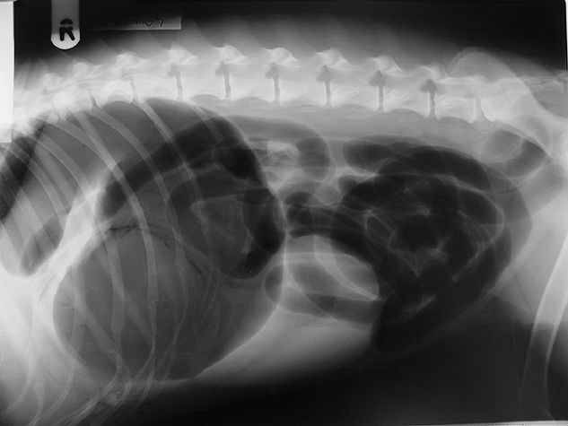 Dog radiograph showing gastric dilation and torsion (GDV)