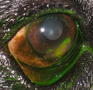 Traumatic corneal ulcer in a dog after staining with fluorscein