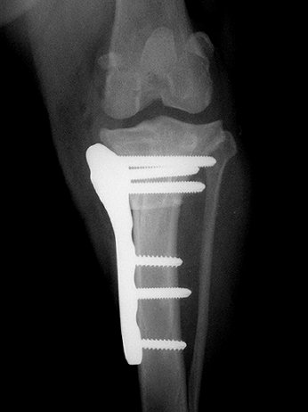 X-ray of a dog stifle (knee) joint after a TPLO procedure to treat cranial cruciate ligament disease.