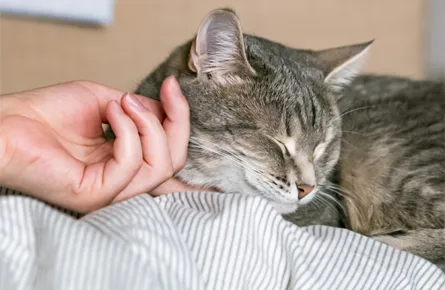 Vaccinations for your Cat